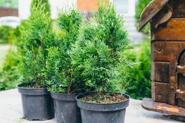 Thuja hjem