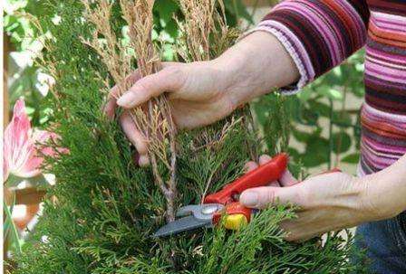 Μέχρι την ηλικία των τριών ετών, η thuja δεν κλαδεύεται, επιτρέποντάς της να ριζώσει καλά, καθορίζοντας τις ανάγκες της. Από το 3ο έτος, γίνεται κλάδεμα, αφαιρούνται τα αποξηραμένα κλαδιά και δίνεται το επιθυμητό σχήμα. Οι βλαστοί κόβονται όχι περισσότερο από το 1/3 μέρος. Η περιτομή πραγματοποιείται στα τέλη της άνοιξης και στις αρχές του φθινοπώρου.