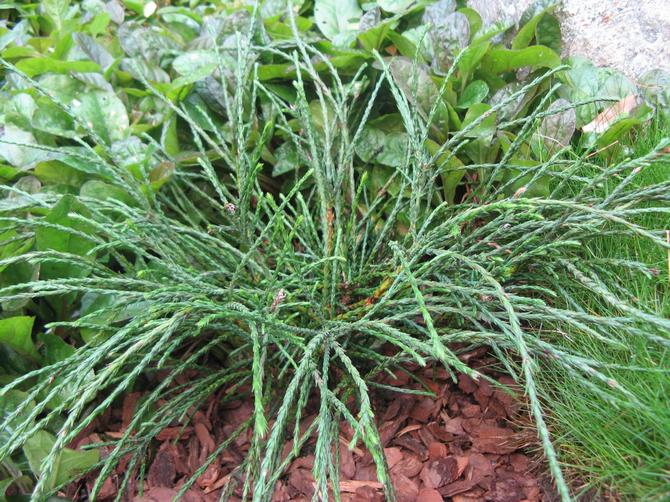 Thuja Whipcord er en dværgfoldet thuja, der er cirka 1,5 meter høj