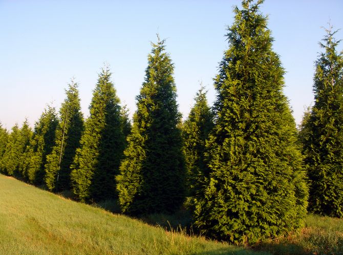 Thuja foldet eller kæmpe. Fotos og sorter af thuja nåletræ