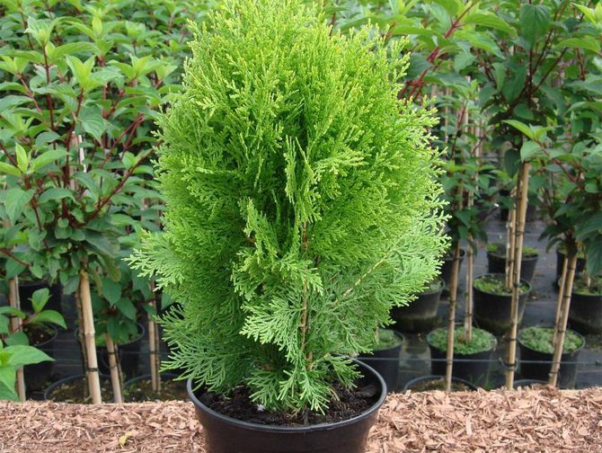 طرق زراعة Thuja ونصائح وحيل للرعاية المناسبة