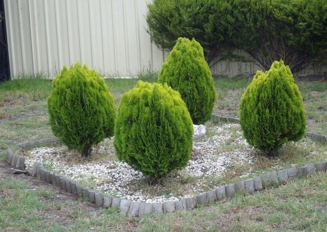 Thuja ανατολική Aurea Nana (Aurea Nana)