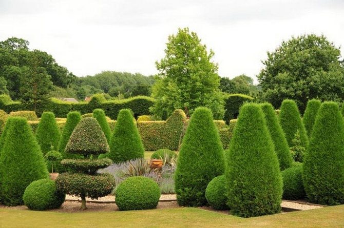 يمكن أن تصبح Thuja ديكورًا جميلًا في ساحة فناء منزل خاص