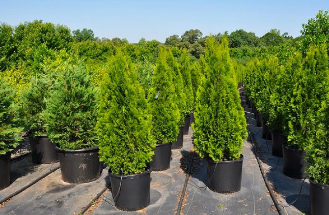 Thuja western: plantning og pleje