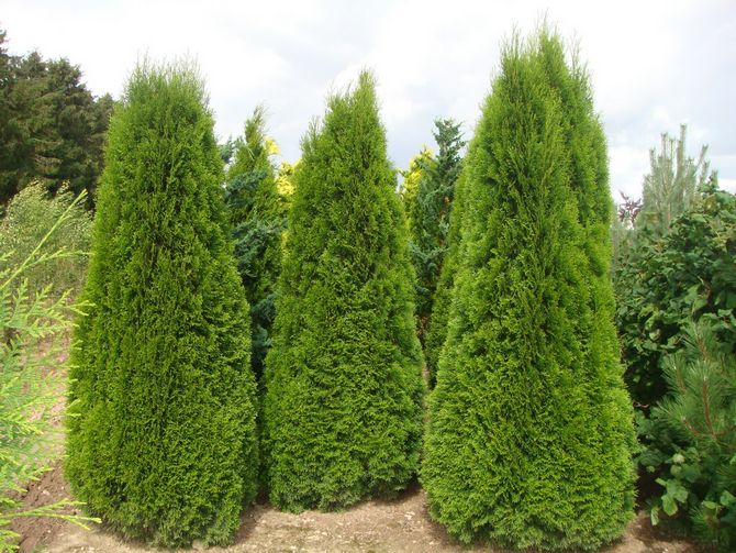 Thuja الغربي هرمي