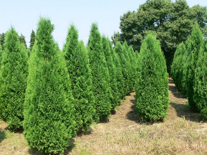 Thuja western. Karakteristika, frø og typer af thuja western