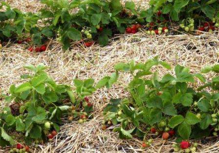 Hvornår og hvordan man befrugter jordbær om foråret. Video
