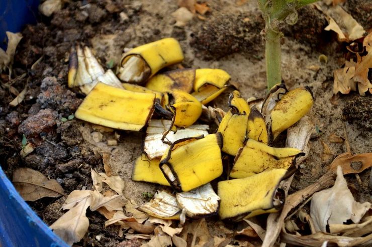 Bananskræl som plantegødning