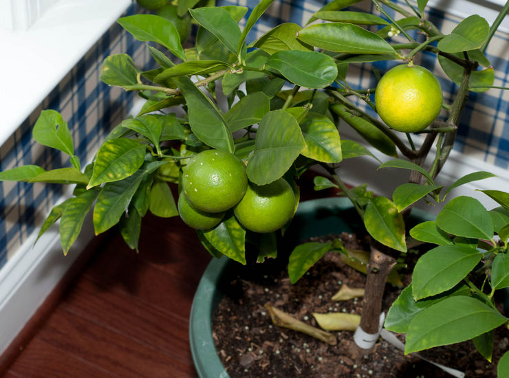 Hnojivá na citrón. Ako nakŕmiť citrón doma