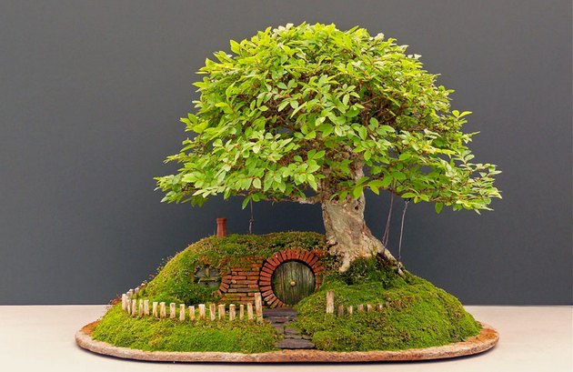 Nedostatok svetla je zlý pre vývoj bonsai