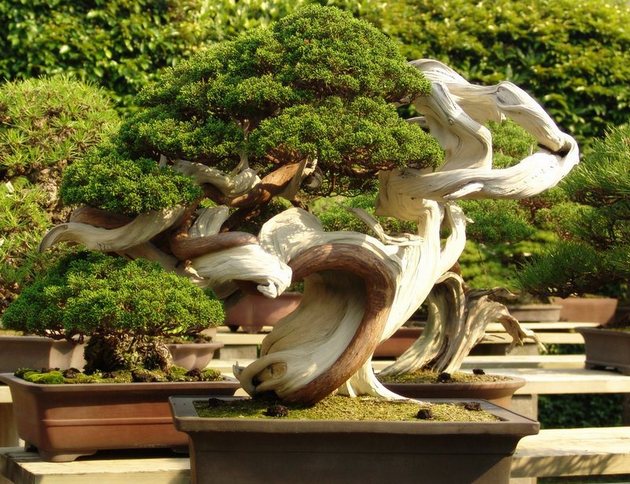 Bonsai fodring kræver ikke alvorlig viden eller besværlig proces.