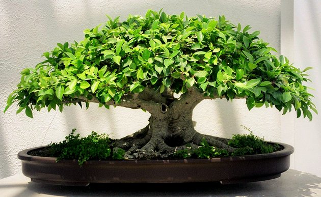 Bonsai pleje