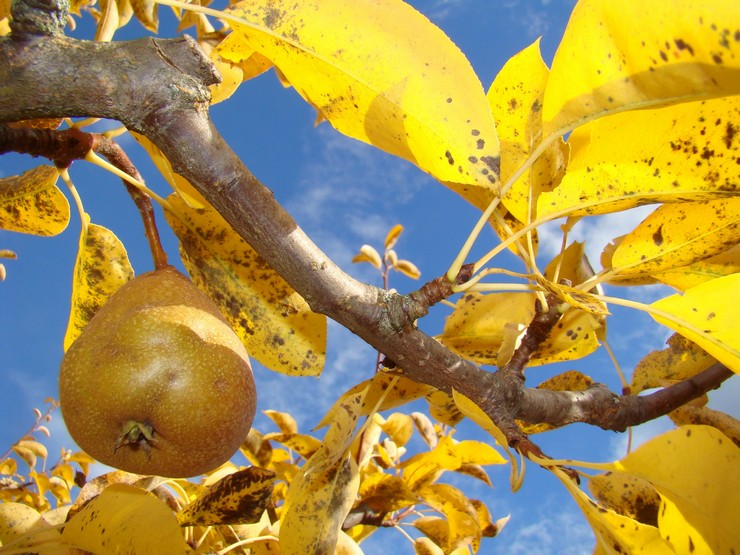 Päärynän hoito syksyllä ja valmistautuminen talveen