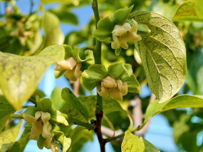 over tid kan du nyde udseendet af de første blomster