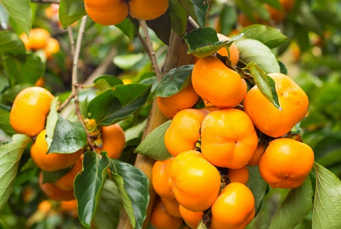 Persimmon. Vokser derhjemme. Pasning af persimmon derhjemme