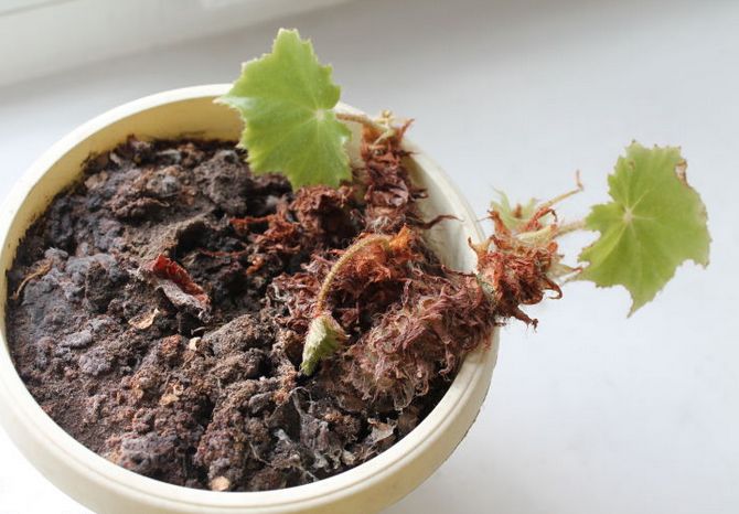 Begonia formerer sig på forskellige måder ganske enkelt: ved stiklinger og blade, ved at dele rødderne, med frø