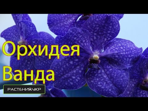 Wild Orchid / Wanda Orchid / Hvordan plejer man en orkidé?