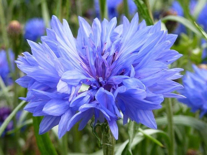 Το Cornflower περιέχει ένα ευρύ φάσμα μετάλλων, βιταμινών, φλαβονοειδών και κουμαρινών