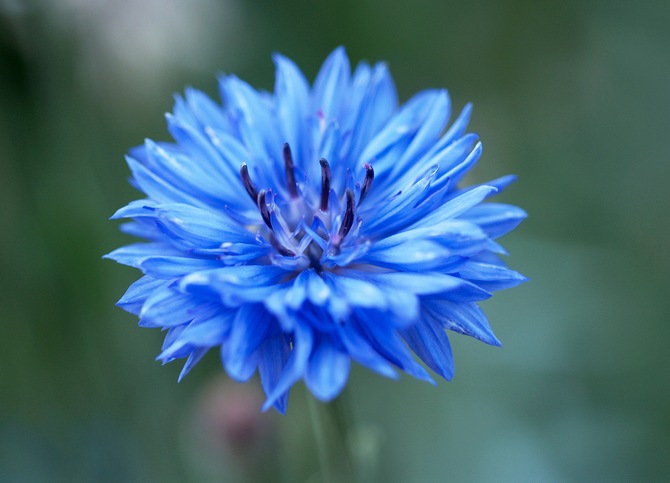 Το Cornflower είναι ένα λουλούδι κήπου. Φύτευση, φροντίδα και καλλιέργεια. Περιγραφή και τύποι