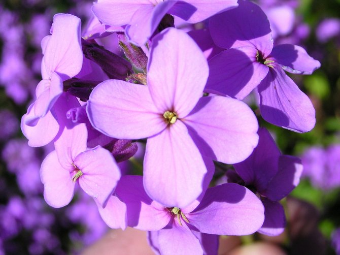 Hesperis maisemasuunnittelussa