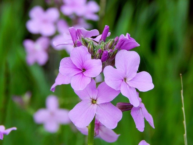 Matronan juhlat tai yövioletti (Hesperis). Kasvua ja hoitoa. Istutus ja jalostus