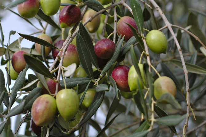 Olivovník. Fotografia rastlín, ovocia, kvetov a listov olív alebo olív