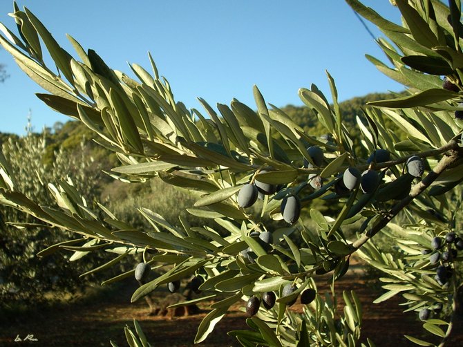 Kde rastie olivovník?