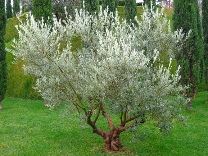 Ako pestovať olivovník v záhrade sami