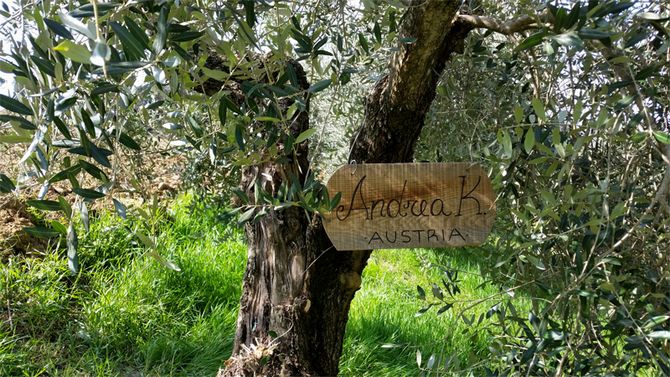 Priemerná doba rastu olív je asi päťsto rokov.