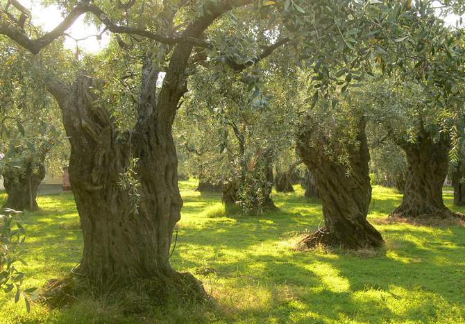 Stále zelený olivovník