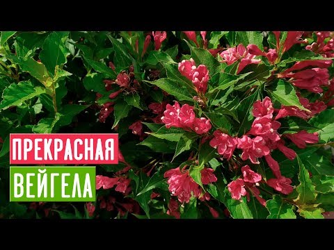 WEIGELA