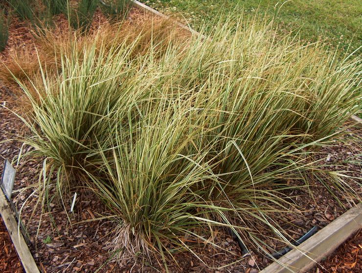 Reed grass skade