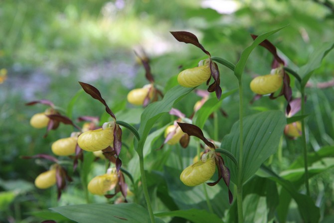 يحتاج Pafiopedilum إلى سقي منتظم ، على مدار العام