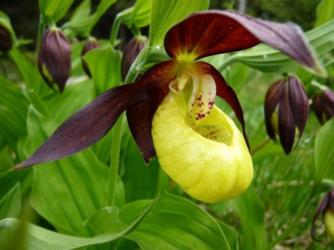 Damesko. Paphiopedilum. Voksende og omsorgsfuld derhjemme