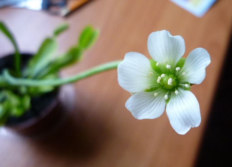 Venus flyvefælde blomstrer