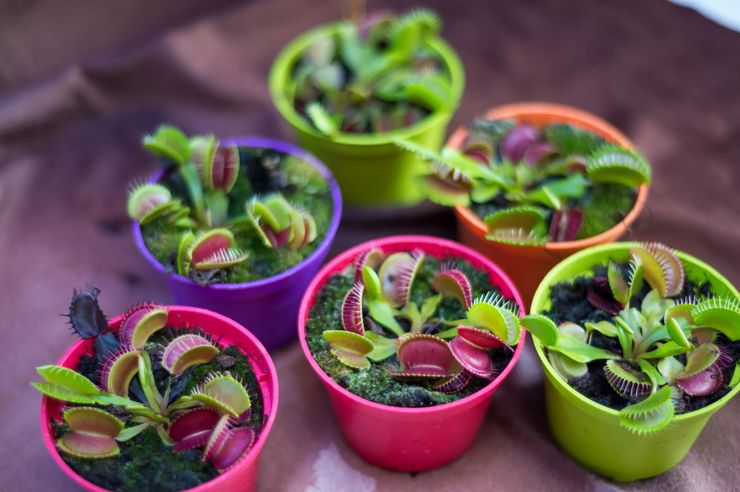 Venus flytrap forplantning