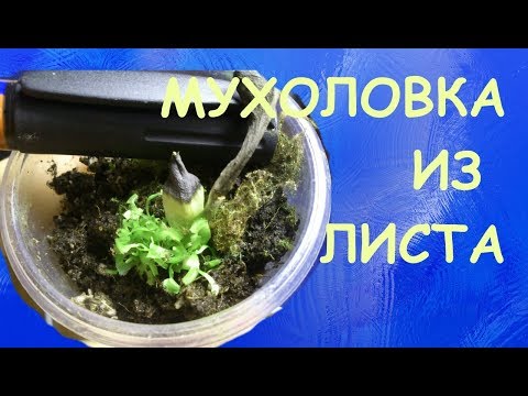 Venus flytrap (Dionaea muscipula): forplantning ved stiklinger
