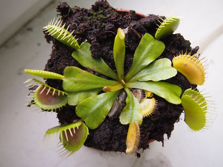 Venus flytrap sygdomme