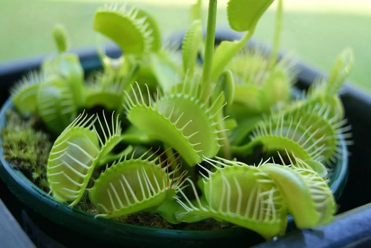 Venus flytrap beskrivelse