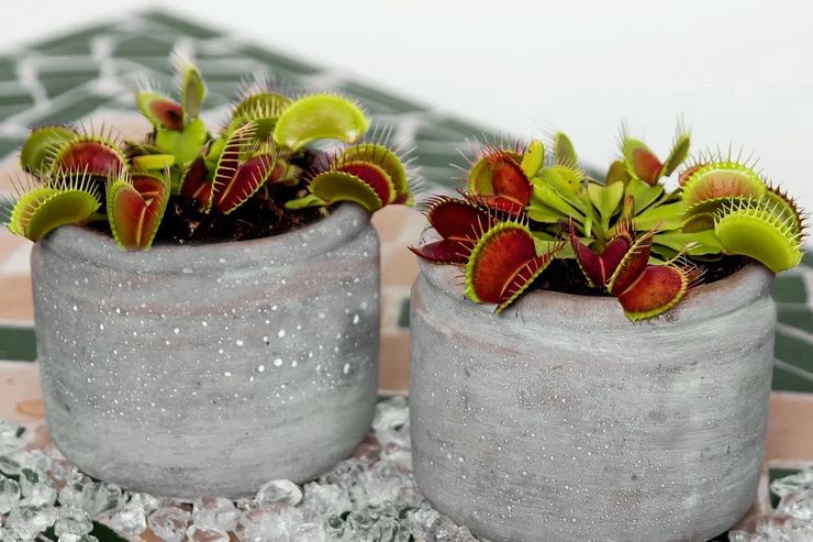 Voksende Venus Flytrap