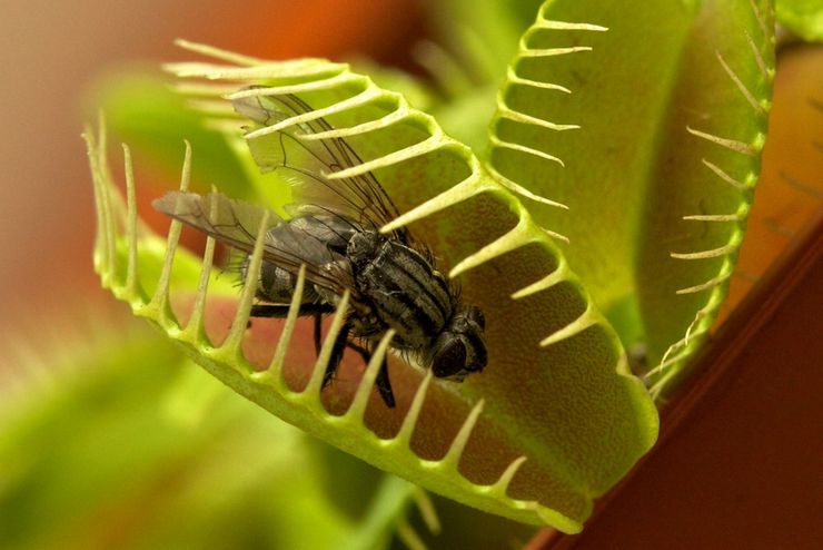 Venus flytrap kost
