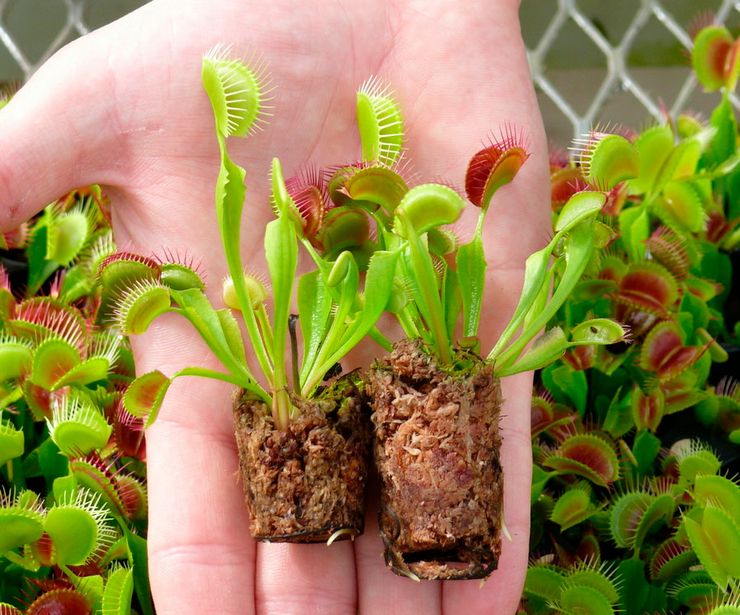 Venus Flytrap Transplant