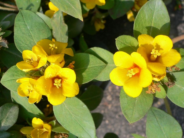 Trængselblomstrede løsstrid