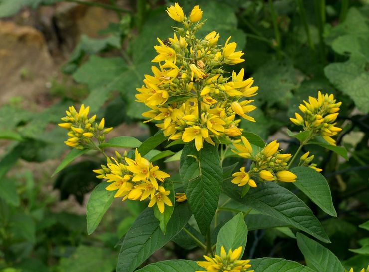 Beskrivelse af loosestrife