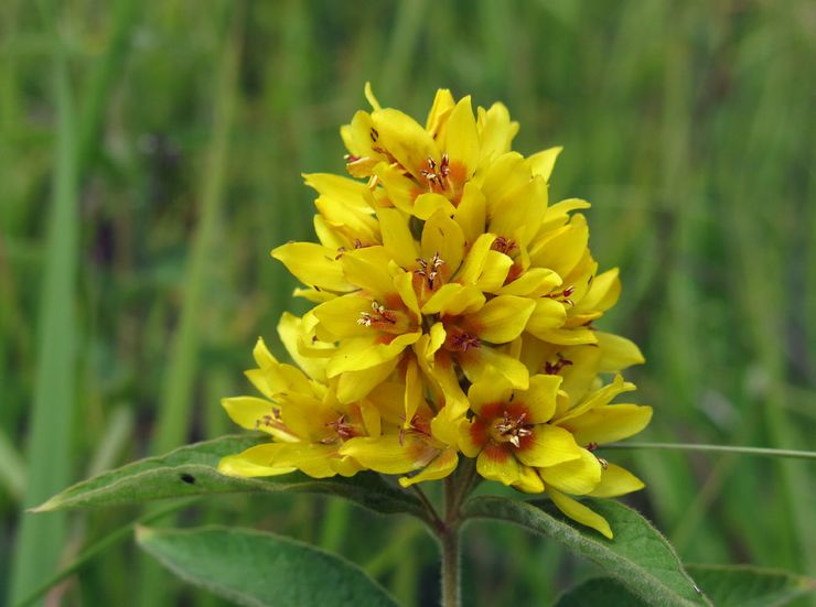 Loosestrife egenskaber: fordele og skader