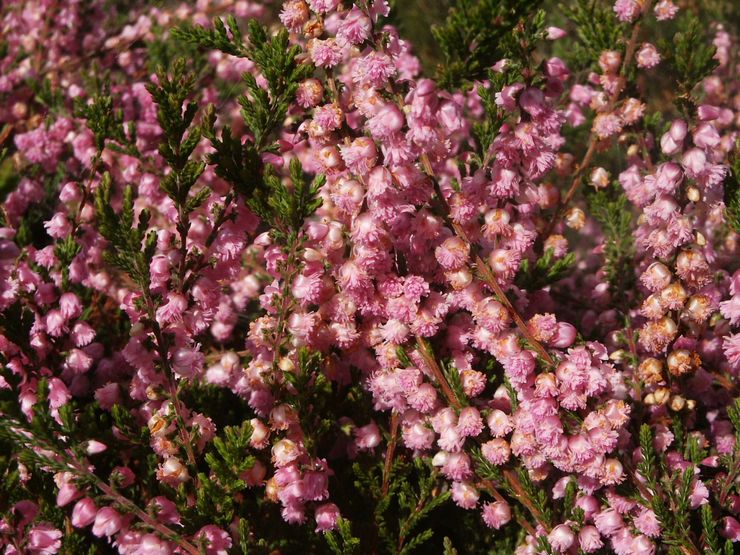 Lyngsorter med dobbelte blomster