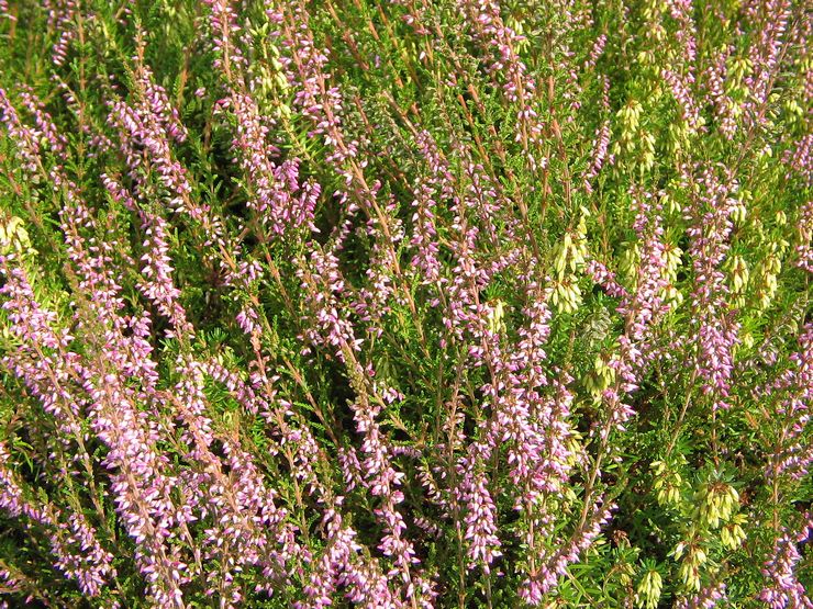 Ikke-blomstrende lyngsorter