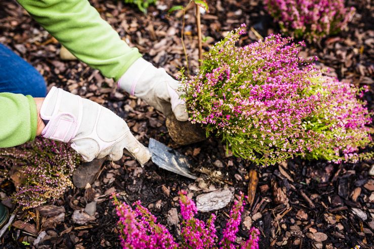 Plantning af lyng i åbent terræn