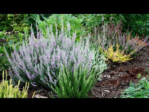 Πώς να φυτέψετε Heathers λάθη κηπουρικής