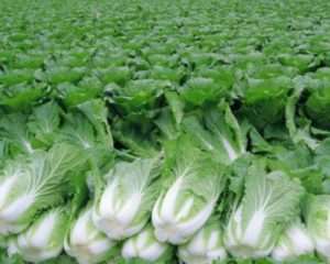 Αυτό το λάχανο διακρίνεται από το μακρόστενο σχήμα και τα χαλαρά κεφάλια του λάχανου. Μπορεί να καταναλωθεί τόσο φρέσκο ​​όσο και σε σαλάτες.
